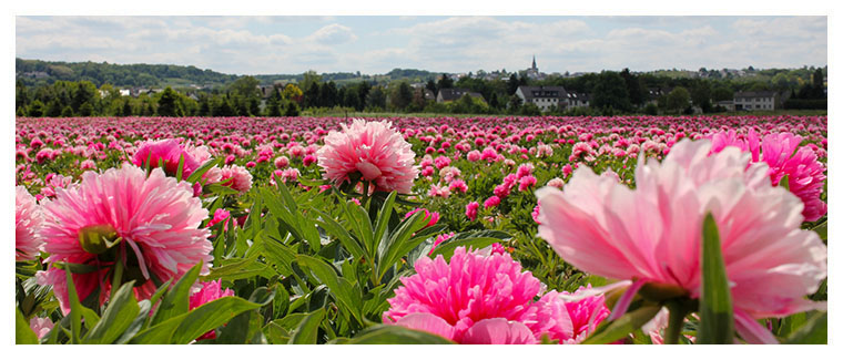 Bornheimer Blumenmeer